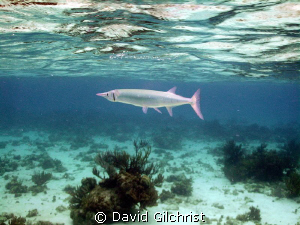 Crocodile Needlefish cruising below the surface. At Sting... by David Gilchrist 